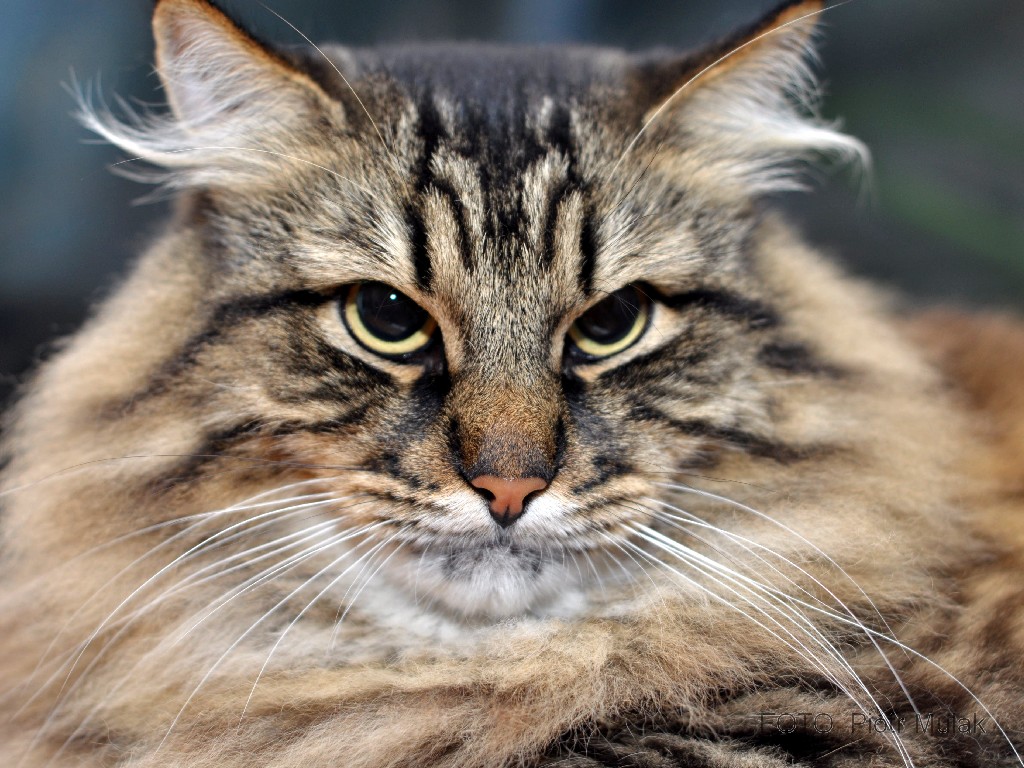 Piotrmulakfotografia Maine Coon Kot Syberyjski