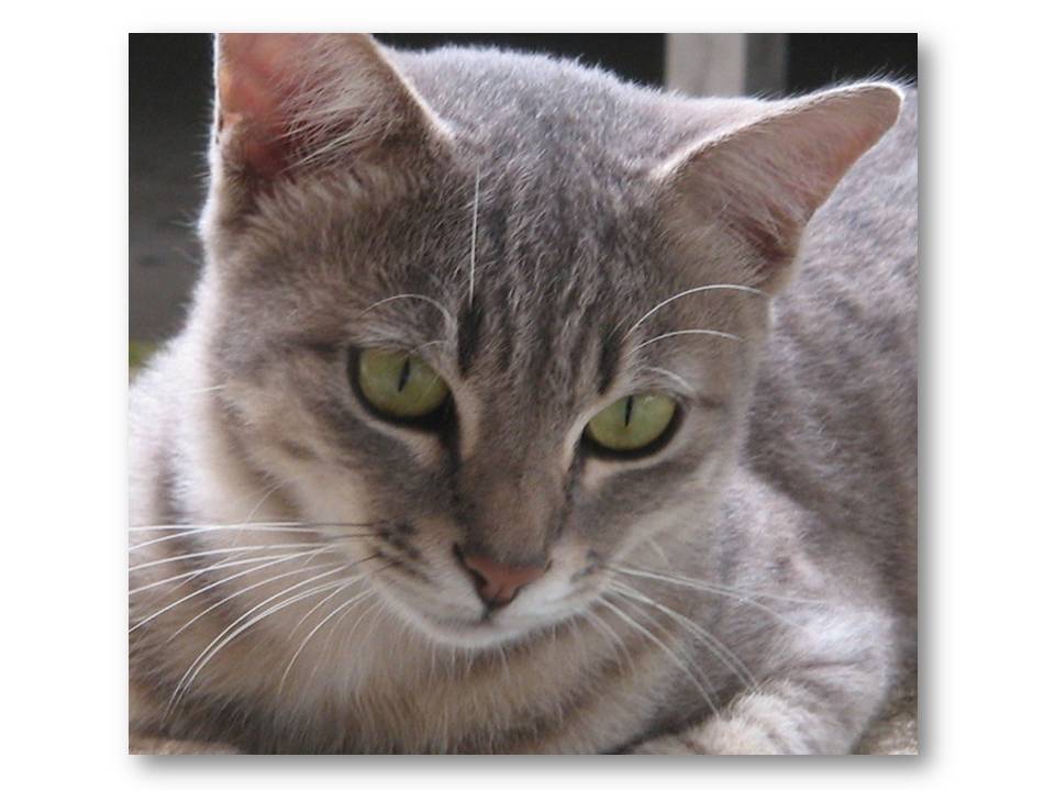 And the cat came back… the very next decade From Where I am………Kuala Lumpur: Dry Cat Food to give away