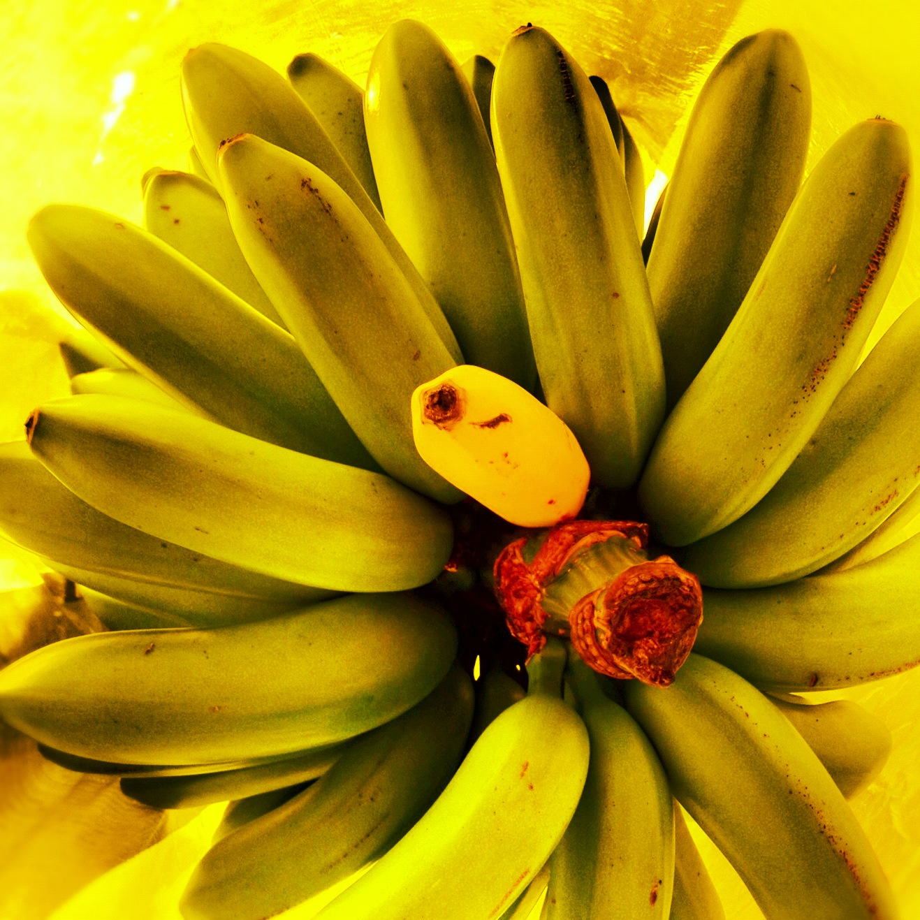 The Big Banana iPhoneography Oz Australia iPhone Photography Travel