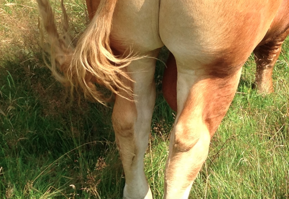 львы у бассейна львы у бассейна