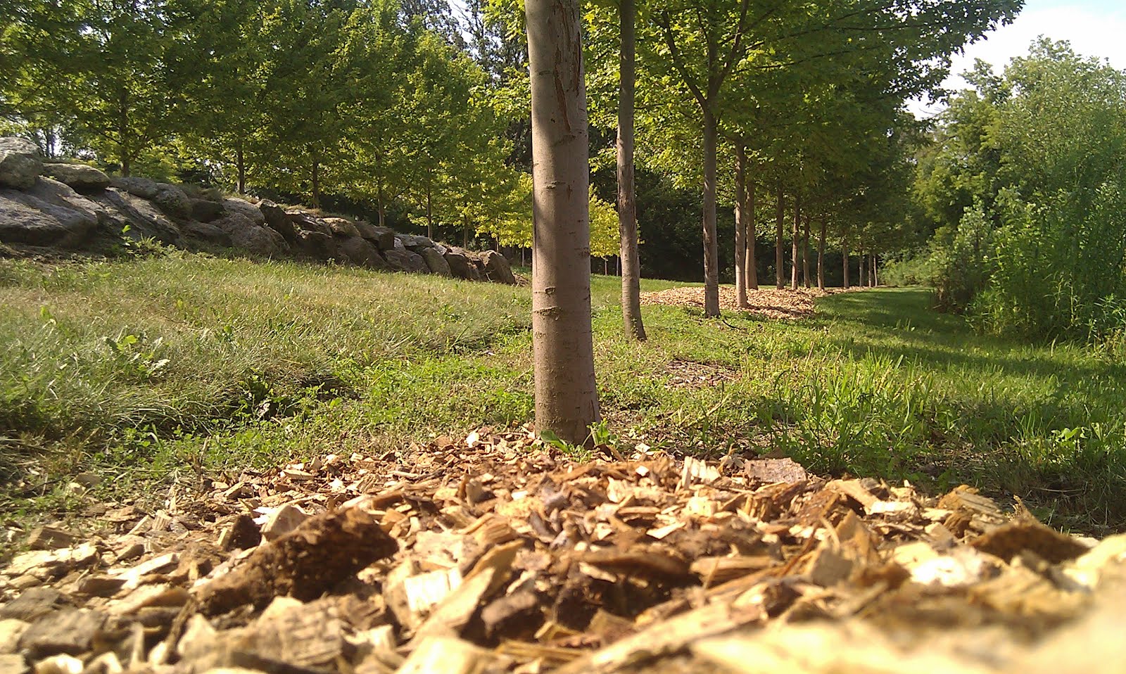 Under the Oak Tree Benefits of Mulch