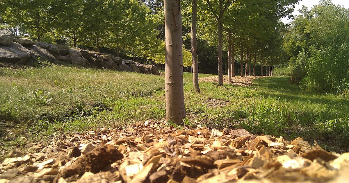Under the Oak Tree Benefits of Mulch