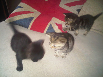Jubilee kittens Jubilee kittens