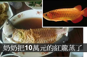 吃金龙鱼　红龙鱼