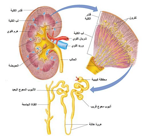 الجهاز البولي