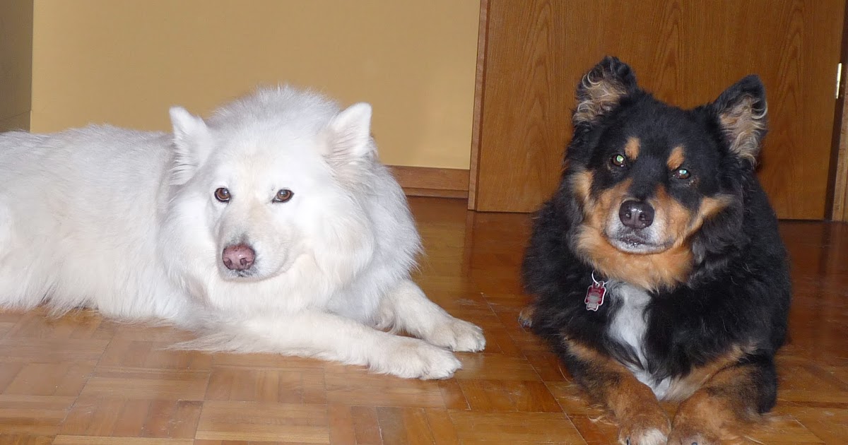 Klartext Hund Silvester Hunde trösten erlaubt und wichtig!