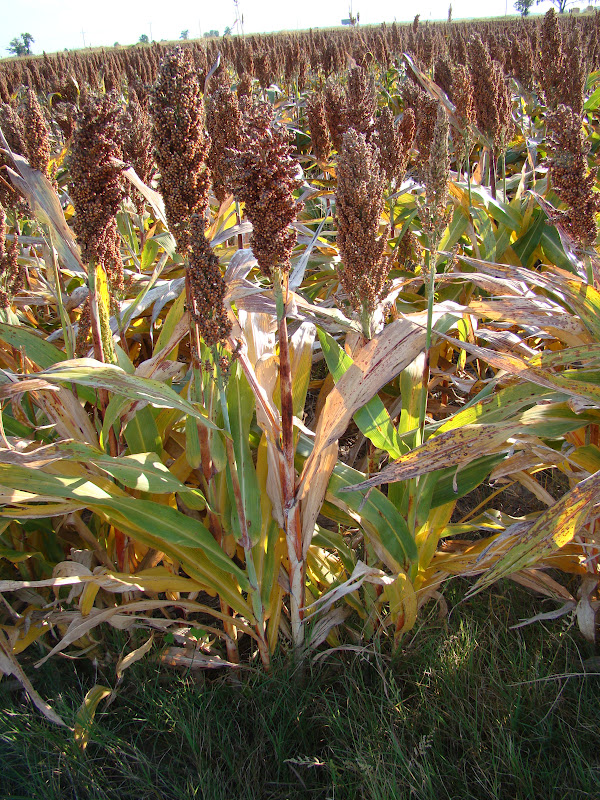 Milo Plant