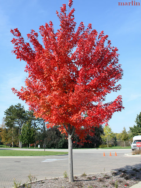 maple tree not autumn blaze maple trees autumn crafts picture maple tree not autumn blaze maple trees autumn crafts picture