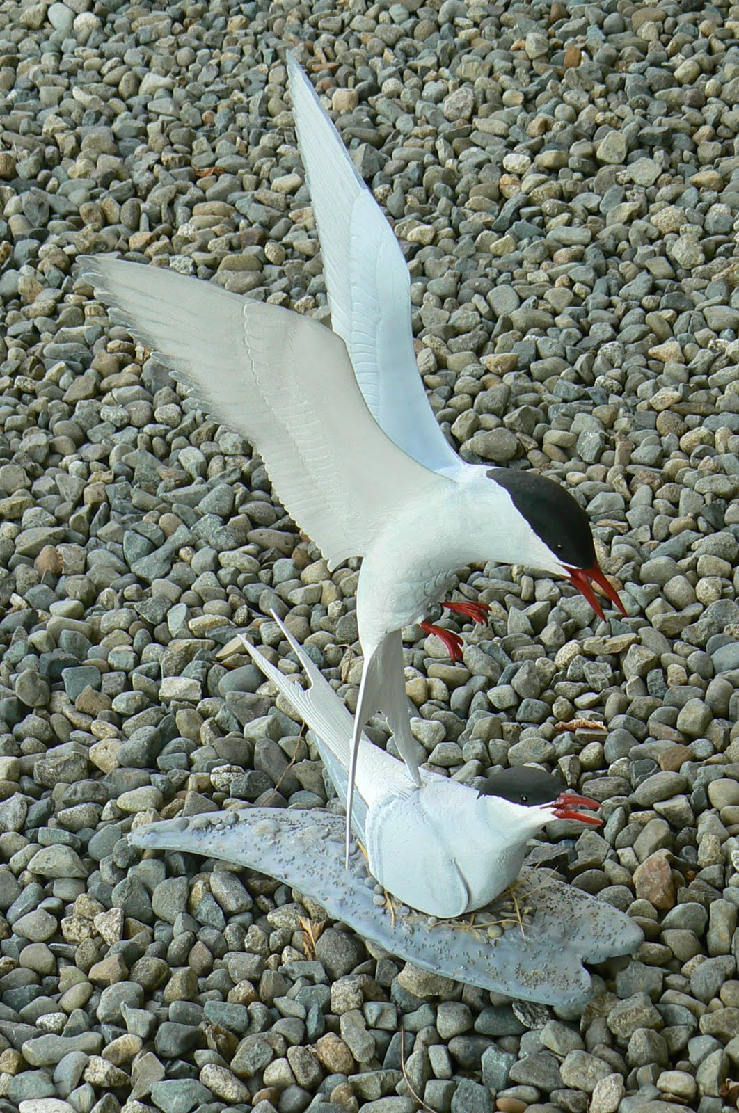 Arctic Terns