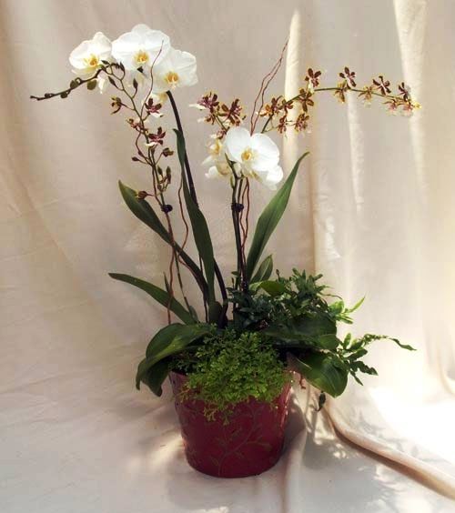 OrchidCraze Meaning and Symbolism of Orchid