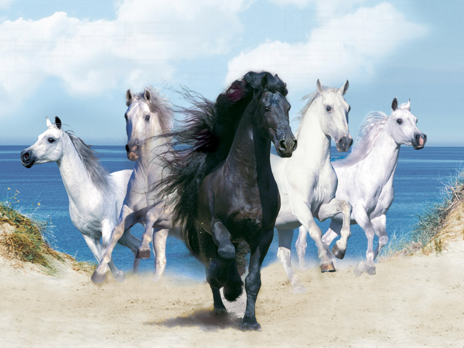 Animals Wallpapers Fantasy Beautiful Horses Animals Wallpapers Fantasy Beautiful Horses