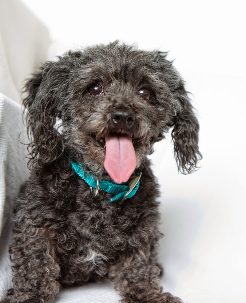 Shelter Dogs of Portland "LOLA" Poodle lap dog