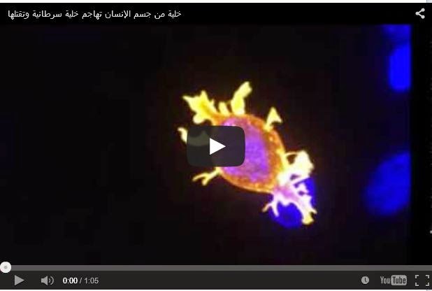 سبحان الله - فيديو مطاردة خلية دم بيضاء لجرثومة سبحان الله - فيديو مطاردة خلية دم بيضاء لجرثومة