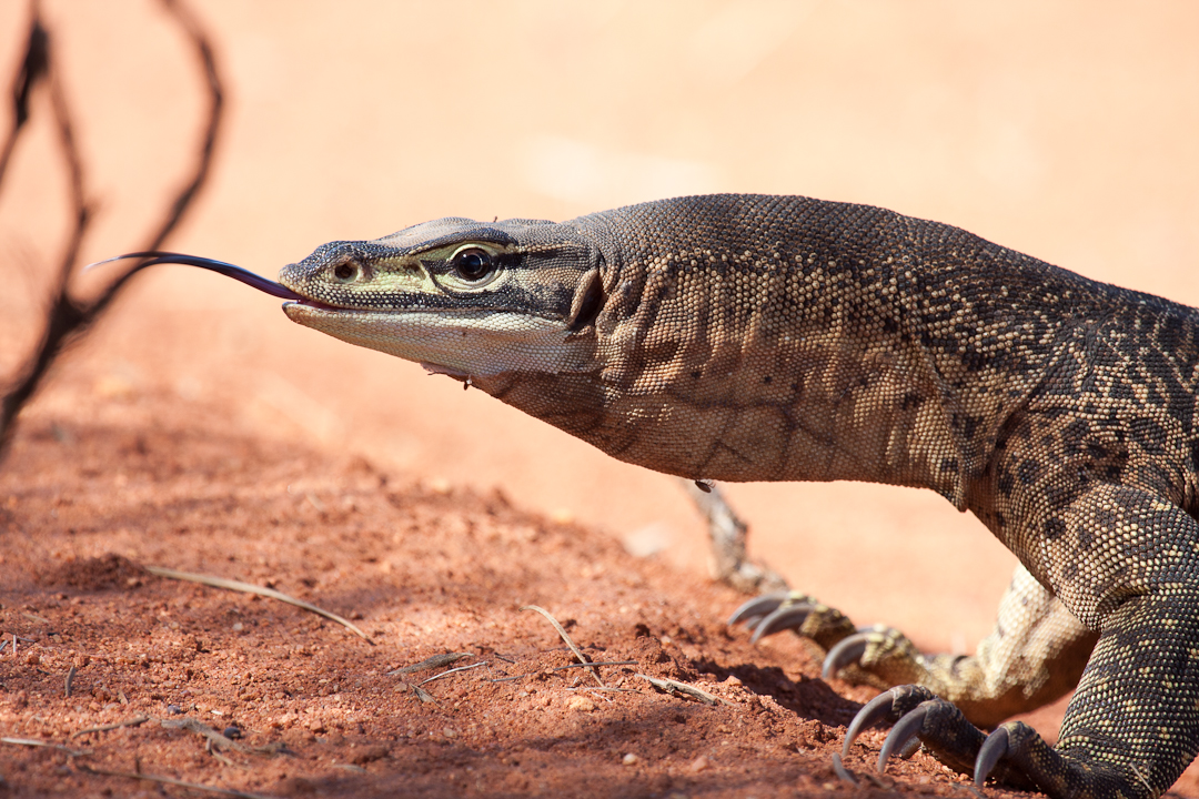 WA Zoologist Reptiles of Cue