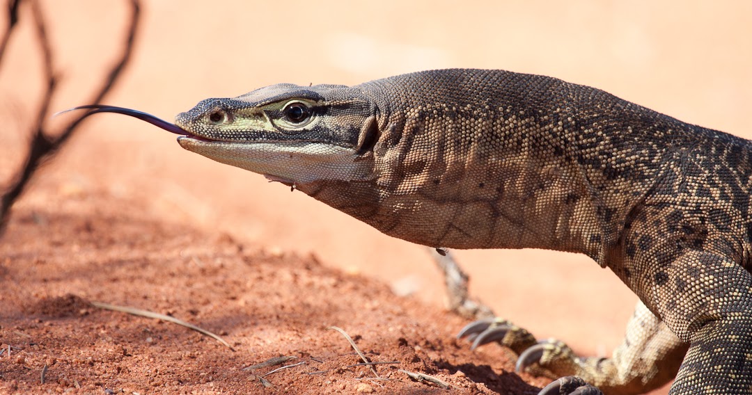 WA Zoologist Reptiles of Cue