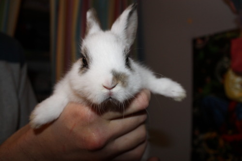 cute bunny pictures, bunny pictures, adorable bunny pictures, cute bunnies