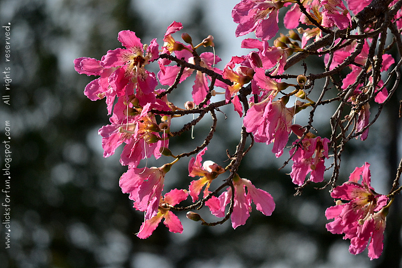 Fun Clicks The Silk Floss Tree