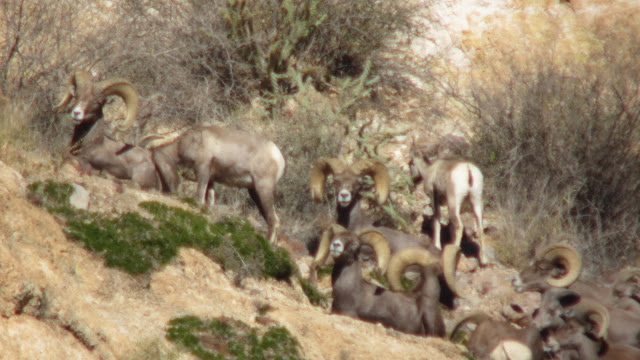 AZ+Desert+Sheep+Hunt+Photos+Big+Rams+Arizona+Desert+Bighorn+Sheep+Society+pics+with+Colburn+and+Scott+Outfitters+9.JPG