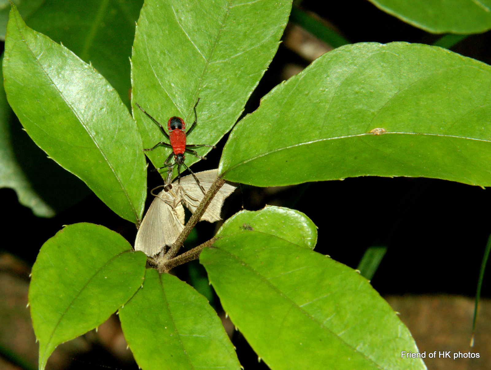 Photographic Wildlife Stories in UK/Hong Kong Insects Are Everywhere
