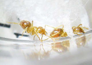 Workers of Lasius ant