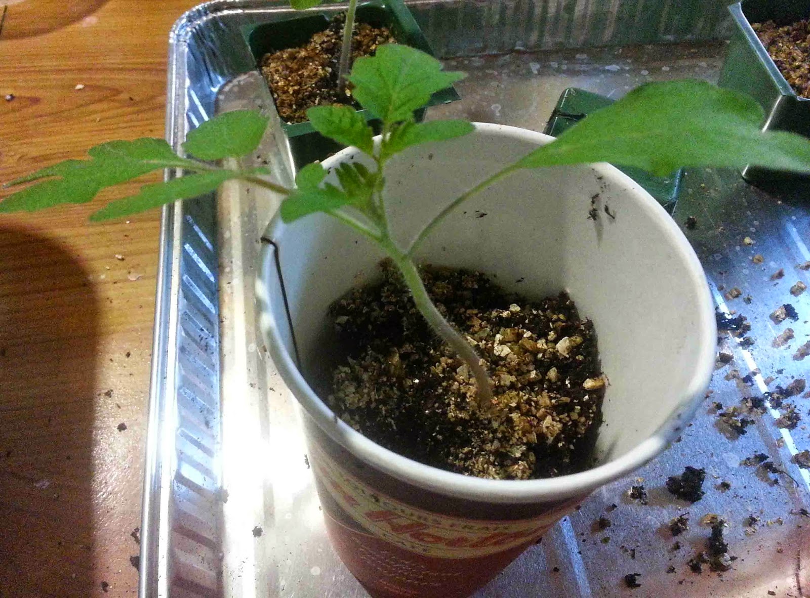 The Gardening Me Potting Up Tomatoes