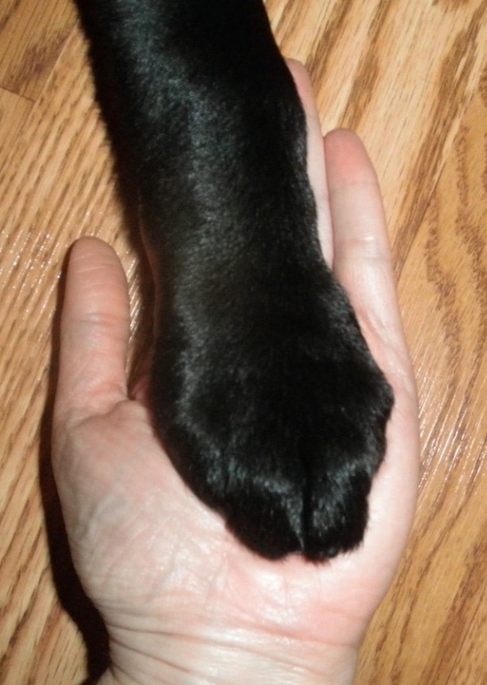 Brewhouse puppy raisers What big paws you have!