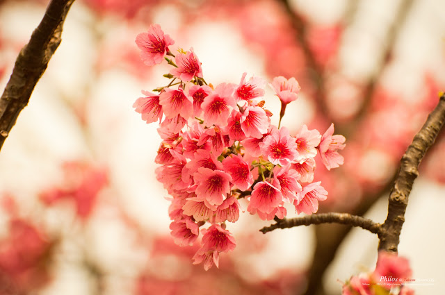 [台北] 陽明山平等里平菁街賞櫻