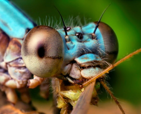 Dragon Fly Dragon Fly Thomas Sahan