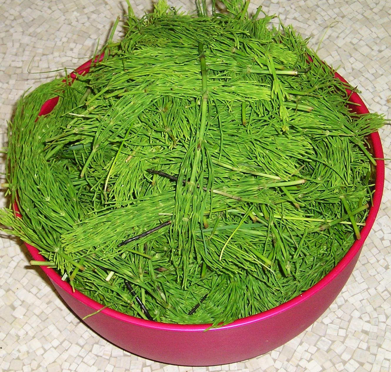 horsetail