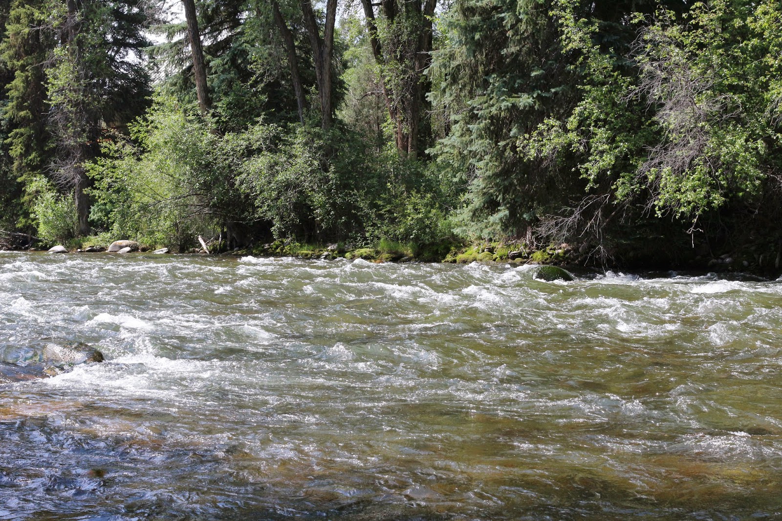 IMG_0892+Flyfishing+the+Roaring+Fork+in+Colorado+with+Jay+Scott+Outdoors+1.JPG