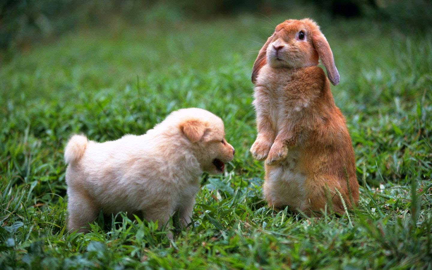 Funny Puppy And Rabbit Interesting Facts & Latest Pictures Funny