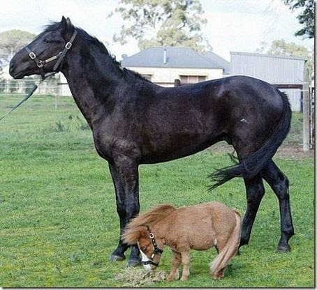 Größtes Pferd der Welt Guinness Rekord Tierchenwelt