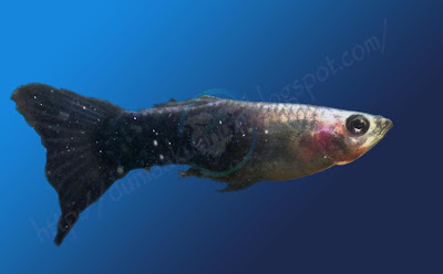 Dunia Akuarium Ikan Gapi Maklumat Asas
