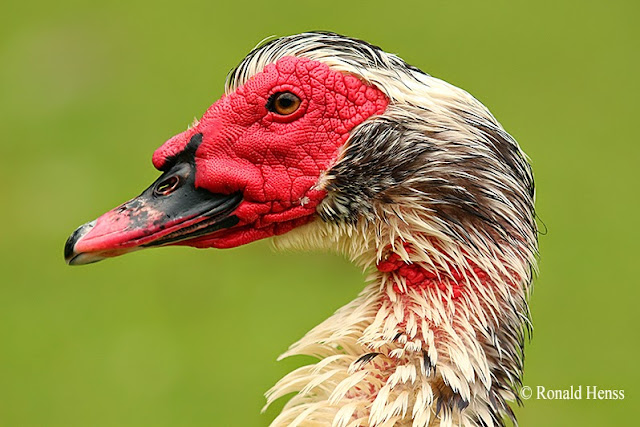 Tiere - Tierfotos - Vögel - Entenvögel - Warzenente