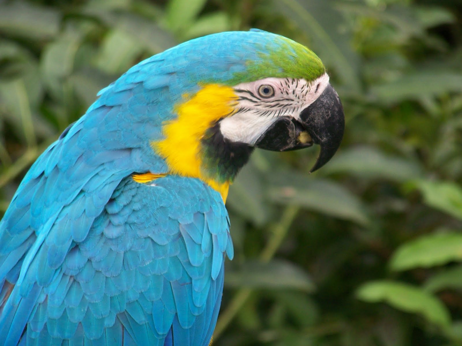 indian parrot wallpaper funny animal indian parrot wallpaper funny animal