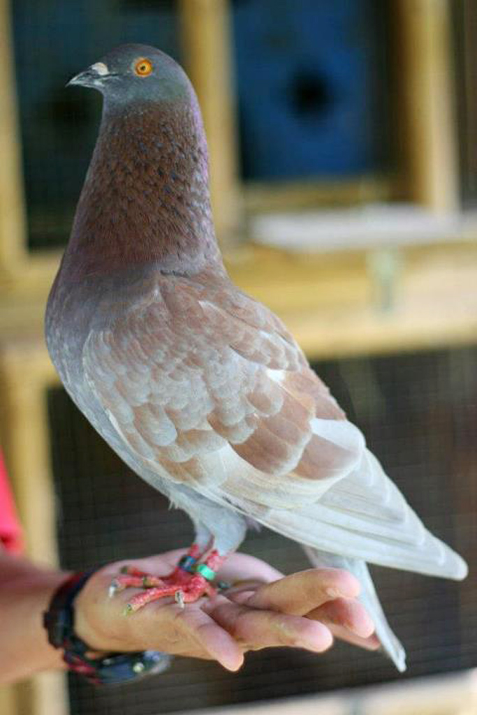 NOMINAL TEAM Merpati Balap BIRD FARM