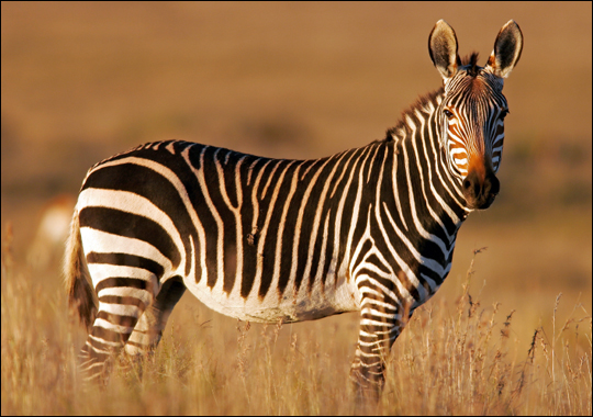 true-wildlife-mountain+zebra-1.jpg