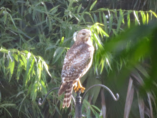 Red Shouldered Hawk Florida