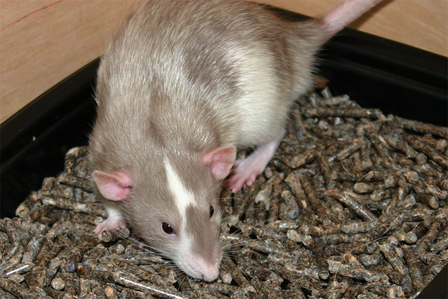 training rats to use litter box