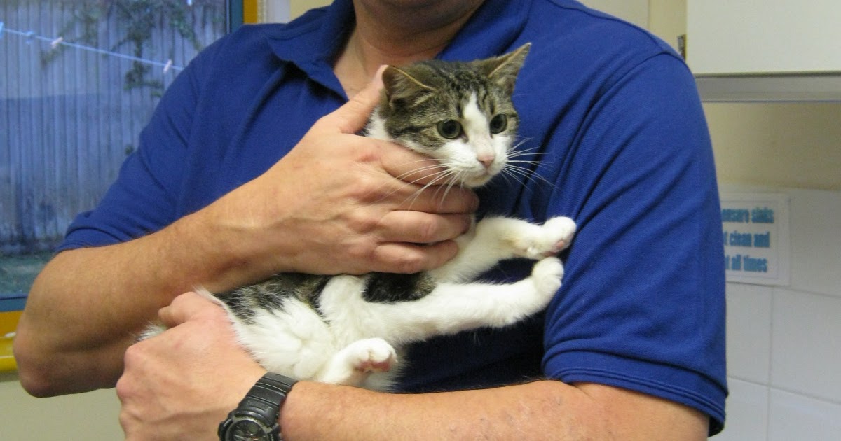 Cats Protection Isle of Wight Tail amputation