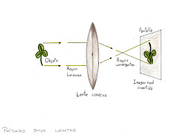 Formación de una imagen en una Lente Convergente