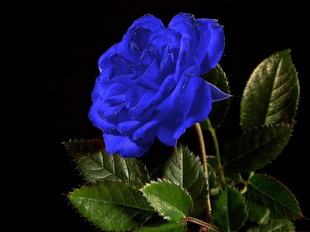 Mawar Biru Blue Love Rose Sepatah Kata Sejuta Makna Mawar Biru Blue Love Rose Sepatah Kata Sejuta Makna