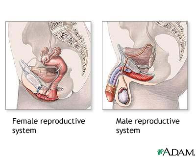 The male reproductive system