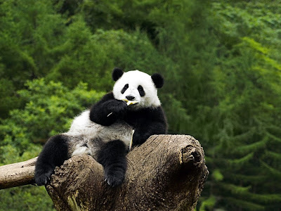 : 5 of the cutest Panda Videos