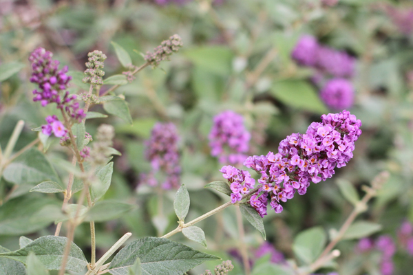 Vw Garden Buzz Purple Miss Molly Miss Ruby And Blue Chip