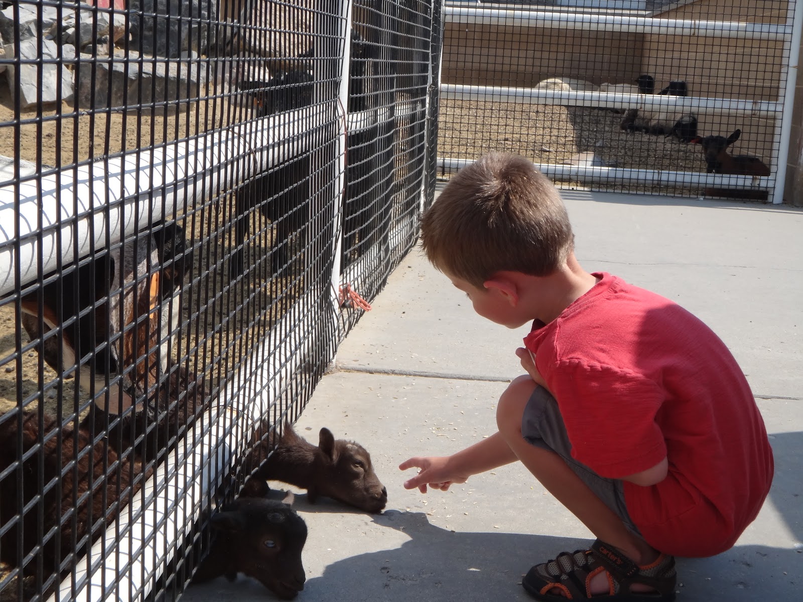 Keeping Up With The Taylors Petting Zoo At Thanksgiving Point