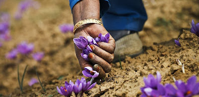 World, Most, Expensive, Spice, Saffron, Cultivation, Kashmir, Women, Agriculture, Food, Flower, Field, Pakistan, India, KG, USD, Srinagar, Farmer, Pampore, 