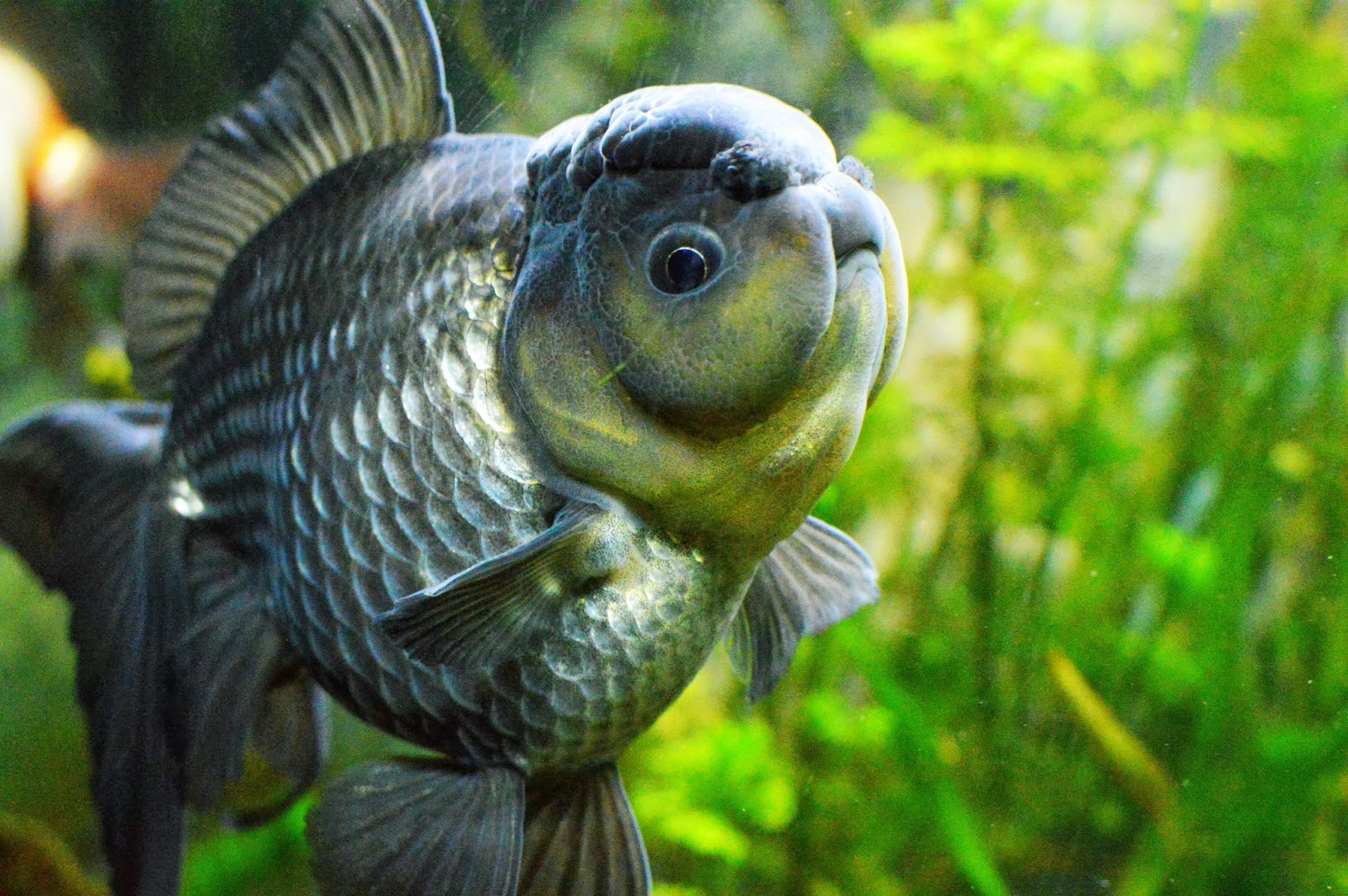 Misuzu's Fancy Goldfish Breeding stars