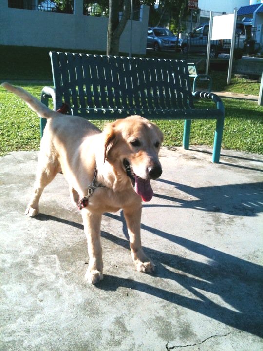 I have a 5 year old golden retriever named Dog and I really hope to find him ... I have a 5 year old golden retriever named Dog and I really hope to find him ...