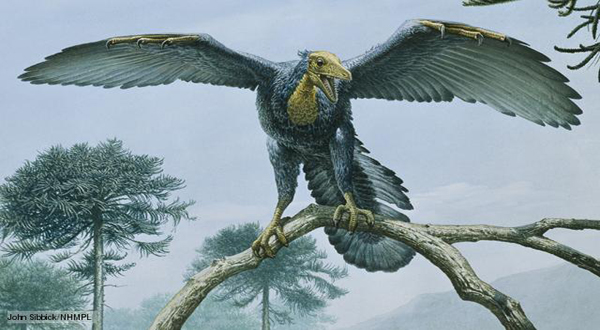 Gambar Archaeopteryx
